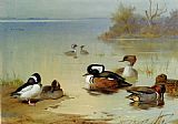 Green Canvas Paintings - Buffel headed duck American green winged teal and hooded merganser